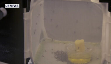 Google-backed project wants to release millions of 'good mosquitoes' in Florida to fight dangerous diseases