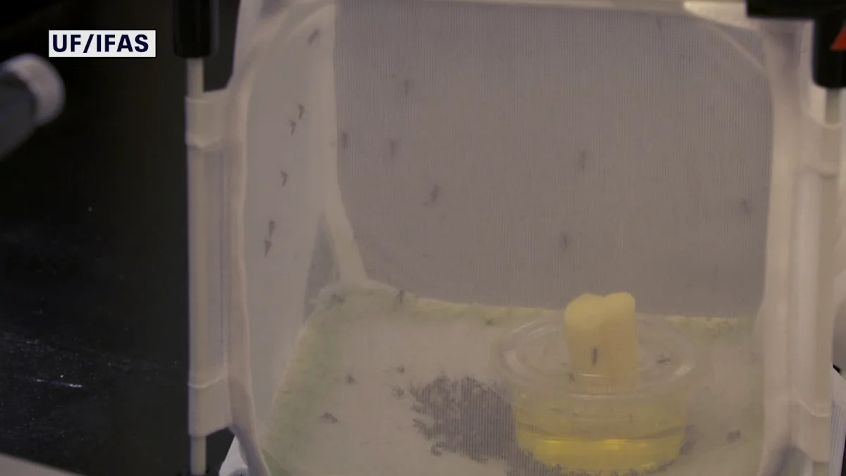 Google-backed project wants to release millions of 'good mosquitoes' in Florida to fight dangerous diseases