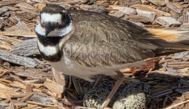 Killdeer nest hatches at Wadsworth Elementary