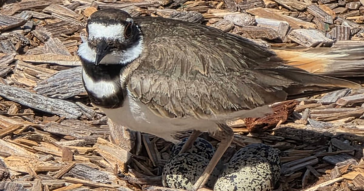 Killdeer nest hatches at Wadsworth Elementary