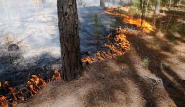 Florida Forest Service to conduct burn at Pumpkin Hill