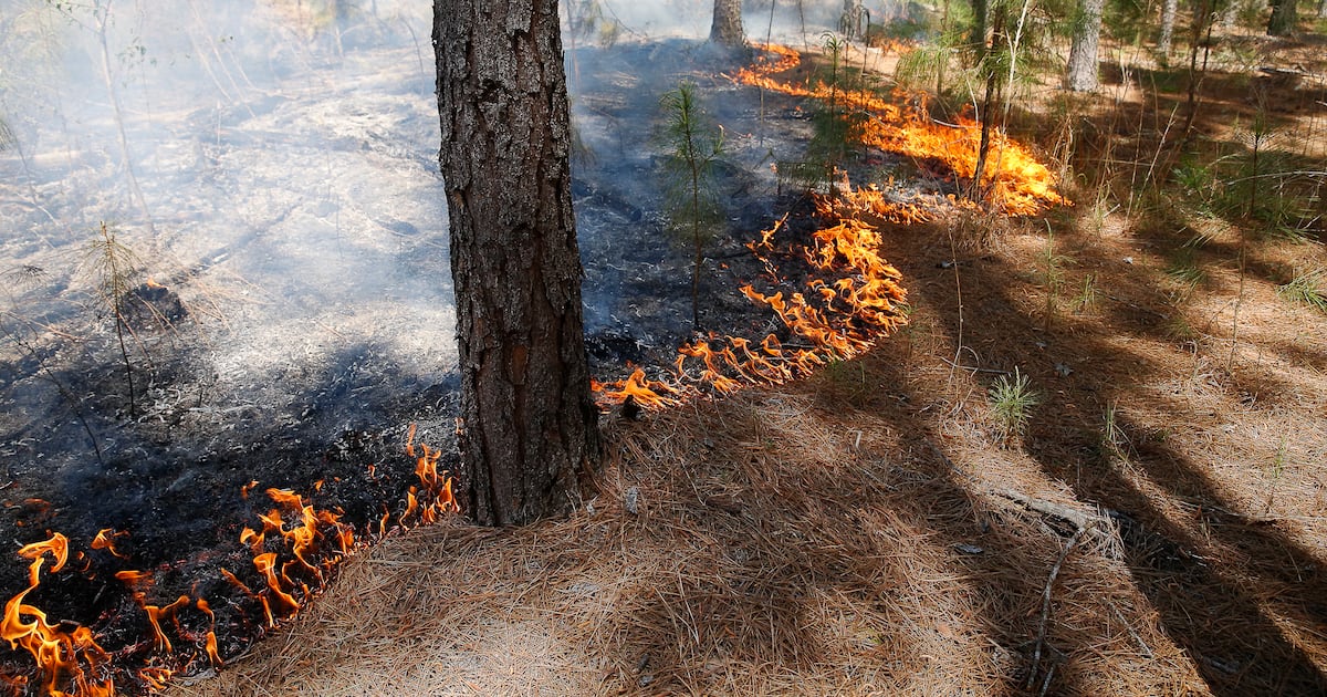 Florida Forest Service to conduct burn at Pumpkin Hill