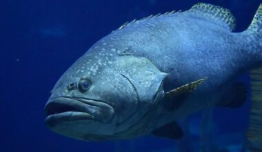 FWC Bans Snowy Grouper Harvest in Florida Atlantic Waters