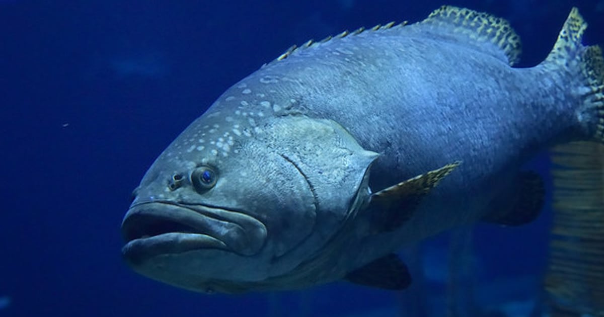 FWC Bans Snowy Grouper Harvest in Florida Atlantic Waters
