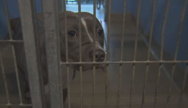 Dog overpopulation strains Orange County Animal Services