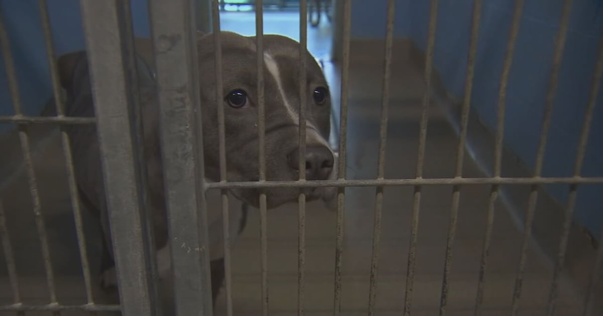 Dog overpopulation strains Orange County Animal Services