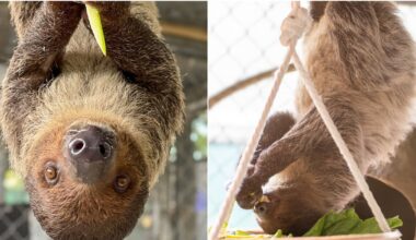 Rescued sloth Leeloo debuts at Central Florida Zoo