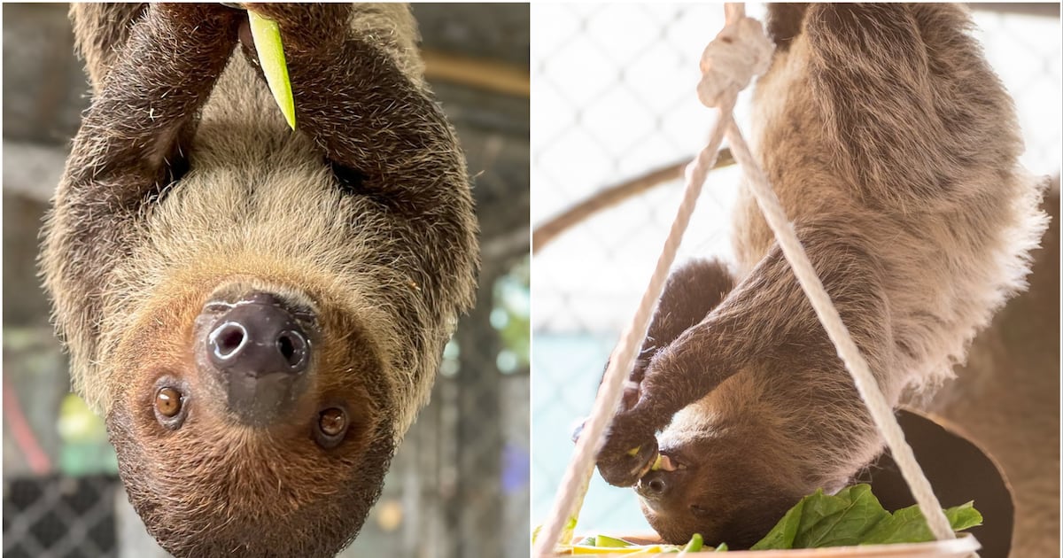 Rescued sloth Leeloo debuts at Central Florida Zoo