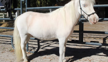 Orlando event features horse therapy for seniors