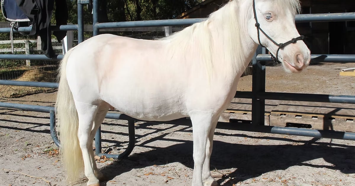 Orlando event features horse therapy for seniors