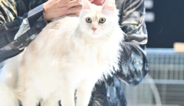 Orlando Cat Event Features Rare Breeds and Adoption
