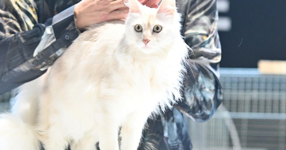 Orlando Cat Event Features Rare Breeds and Adoption
