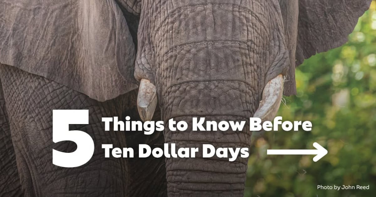 Jacksonville Zoo and Botanical Gardens offers summer tips for a cool visit – Action News Jax
