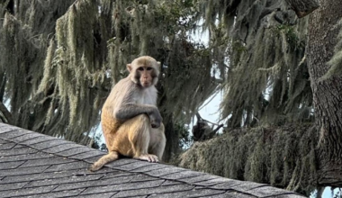 Monkey sighting at historic Central Florida inn