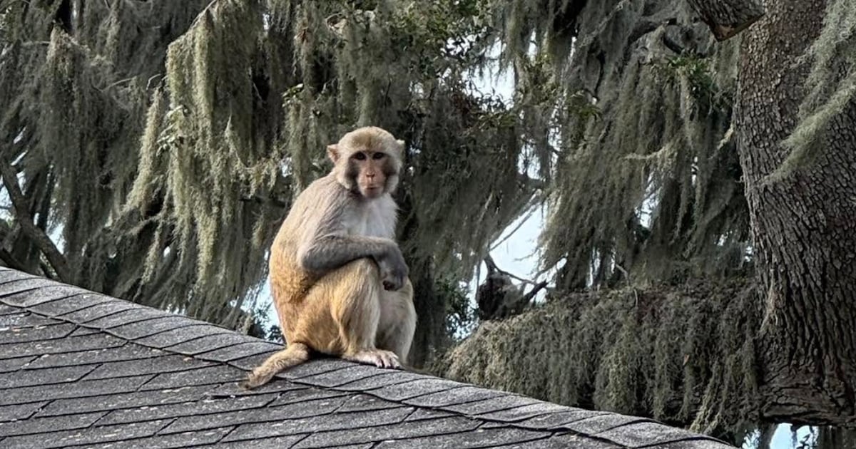 Monkey sighting at historic Central Florida inn