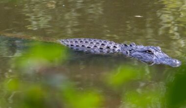 Orlando Woman Identified After Fatal Alligator Attack in Seminole County