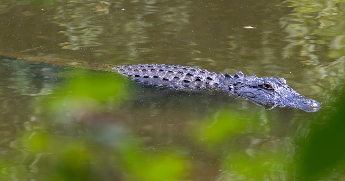 Orlando Woman Identified After Fatal Alligator Attack in Seminole County