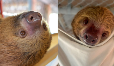 Rescued Sloth Phantom Cleared From ICU at Central Florida Zoo
