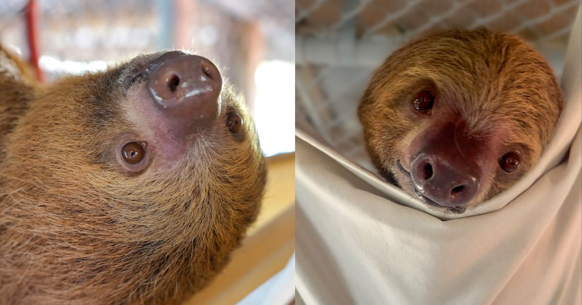 Rescued Sloth Phantom Cleared From ICU at Central Florida Zoo