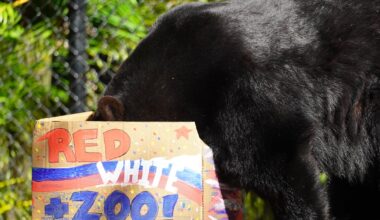 ZooTampa hosting monthlong Red, White and Zoo celebration – WFTV
