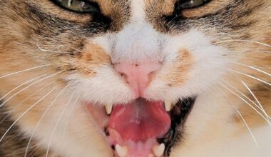 Rabid cat attacks 5 people, puppy in Central Florida