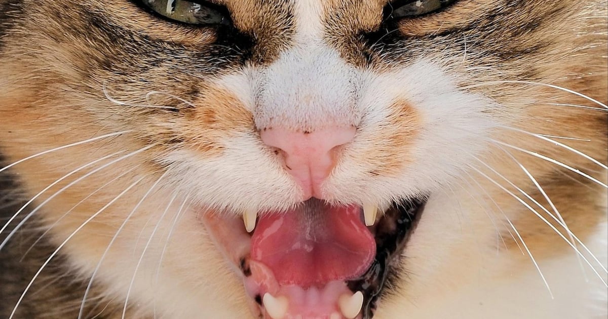 Rabid cat attacks 5 people, puppy in Central Florida