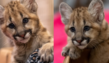 New orphaned cougar cubs join Central Florida Zoo