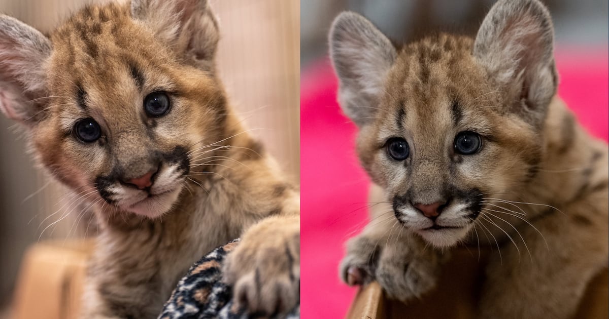 New orphaned cougar cubs join Central Florida Zoo