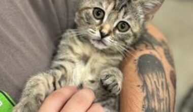 Name kittens and support the Jacksonville Humane Society in annual fundraising drive
