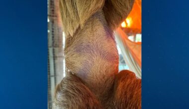 Central Florida Zoo reveals Phantom the sloth's past