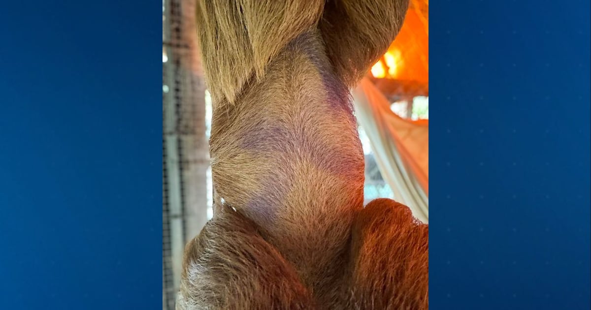 Central Florida Zoo reveals Phantom the sloth's past