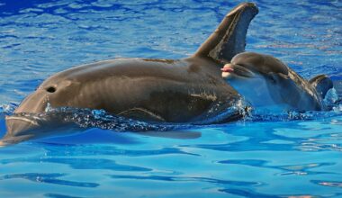 SeaWorld mourns loss of Dottie, a bottlenose dolphin, at 39