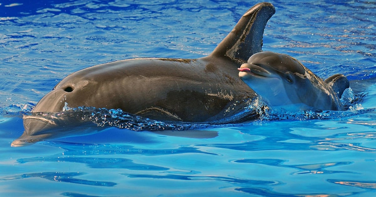 SeaWorld mourns loss of Dottie, a bottlenose dolphin, at 39