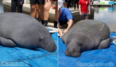 SeaWorld Orlando rehabilitates and releases manatees