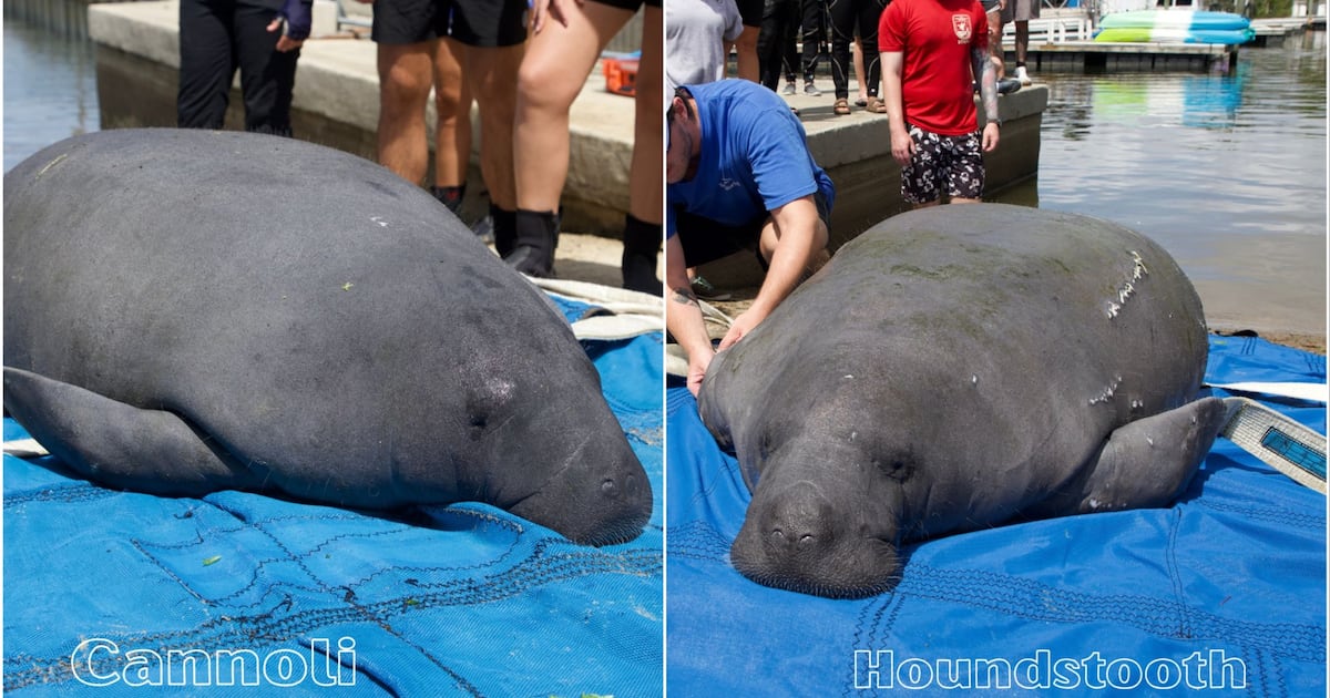 SeaWorld Orlando rehabilitates and releases manatees
