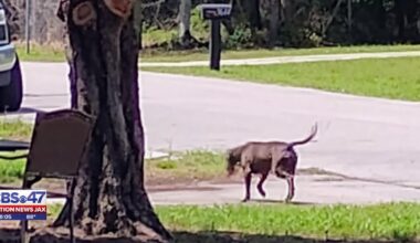 ‘The dog next door is so aggressive’: Beach Haven neighbors report ongoing issues with loose dog – Action News Jax