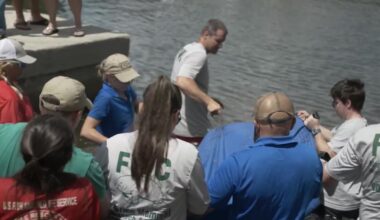 Jacksonville Zoo releases manatee Alpine to the wild