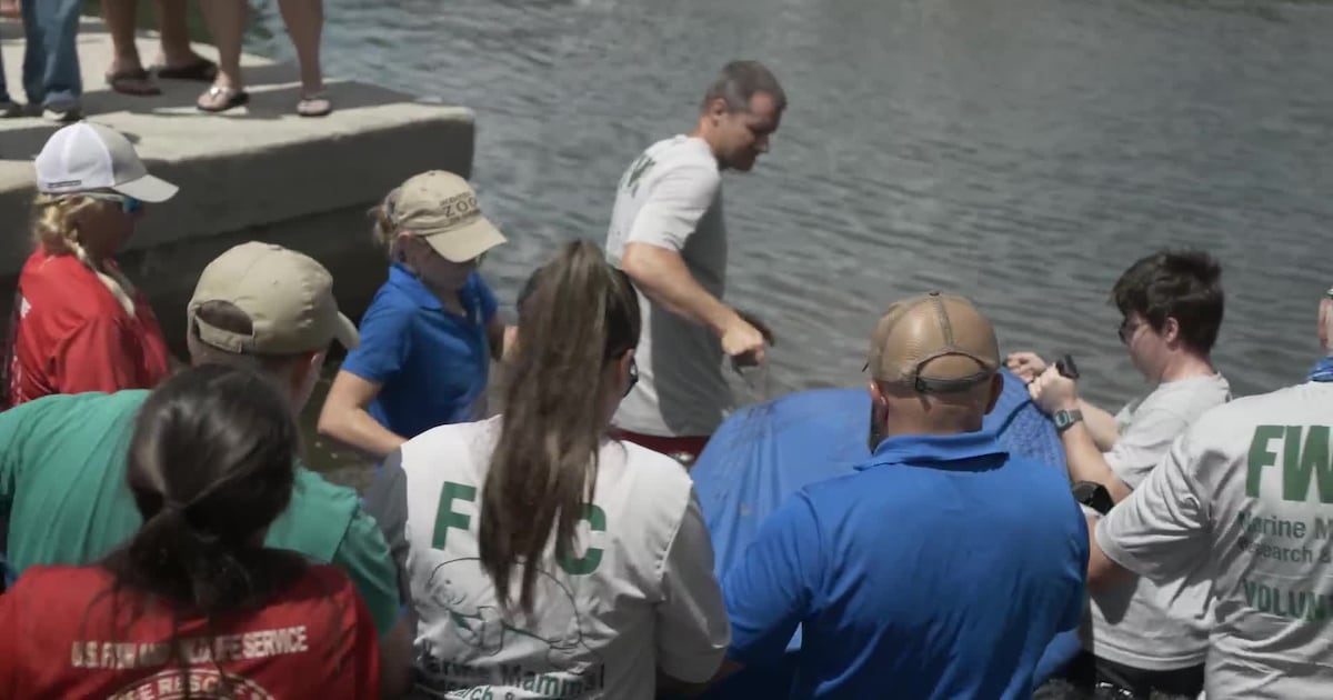 Jacksonville Zoo releases manatee Alpine to the wild