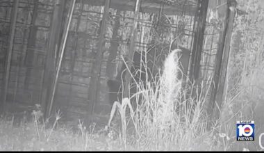 Black bear spotted again in Port St. Lucie neighborhood, trap camera shows
