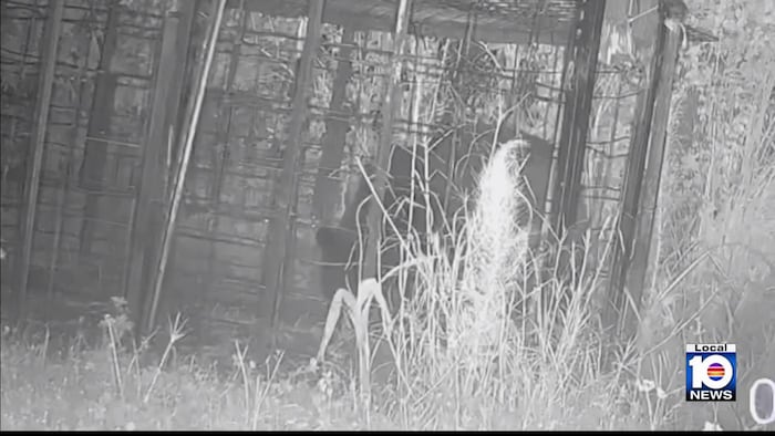 Black bear spotted again in Port St. Lucie neighborhood, trap camera shows