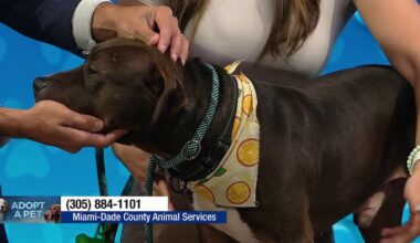 Miami-Dade Animal Services spotlights Louie ahead of adoption event