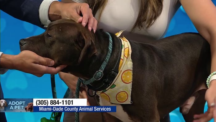 Miami-Dade Animal Services spotlights Louie ahead of adoption event