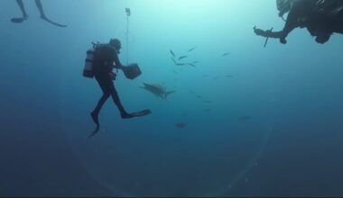 Florida shark diving industry faces uncertainty as Safe Seas Act advances