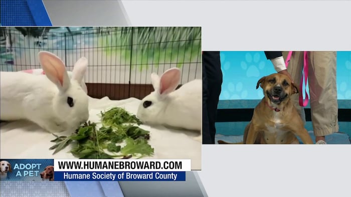 Humane Society of Broward seeks loving, permanent home for Madeline, other furry friends