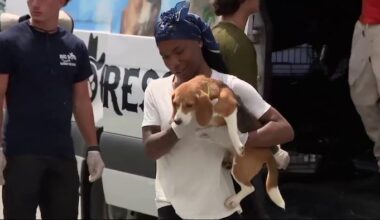 Beagles rescued from Wisconsin research facility get new lease on life in South Florida