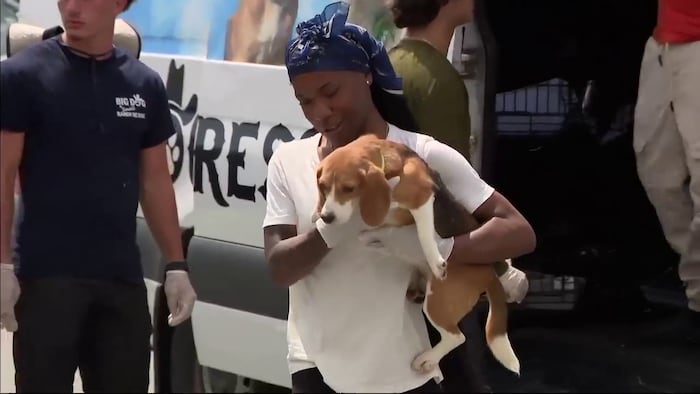 Beagles rescued from Wisconsin research facility get new lease on life in South Florida