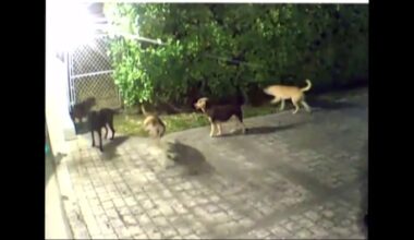Pack of cat-killing wild dogs has Miami Beach neighborhood on edge: ‘What if it was a child?’