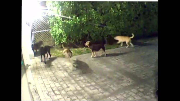 Pack of cat-killing wild dogs has Miami Beach neighborhood on edge: ‘What if it was a child?’