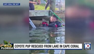 Firefighters, Good Samaritans rescue coyote pup from Florida lake