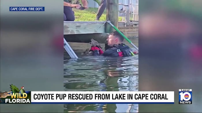 Firefighters, Good Samaritans rescue coyote pup from Florida lake